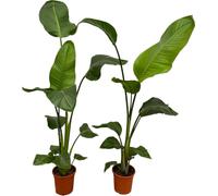 Strelitzia « Oiseau de paradis blanc » Nicolai, plante d'intérieur, Ø17cm