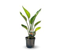 Strelitzia reginae - oiseau de paradis - plante méditerranéenne - ↕ 80-90 cm - ⌀ 18 cm - plante d'extérieur