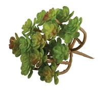 Succulent "Sedum", 9,5x8cm