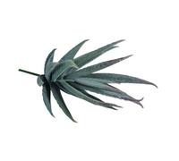 Succulents "Aloe", 6x6x13cm