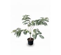 Sunny Tree - Albizia Ombrella – Arbre à ombre persan, hauteur 120 cm, pot de 10 litres, arbre décoratif »