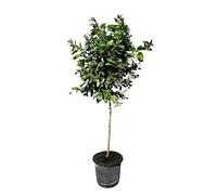 Sunny Tree - Citronnier - Citrus Lemon - Hauteur 150 cm - Arbre fruitier - Citrus Tree