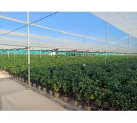Sunny Tree - Citronnier grand 90 centimètres - Citrus Limon - Arbre fruitier - Endroits ensoleillés - Fructification - Citronnier de 3 ans