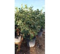 Sunny Tree - Citronnier Tiger Lemon, arbre décoratif avec pot, hauteur 160 cm, circonférence du tronc 30-40 cm, pour balcon, terrasse et jardin