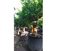 Sunny Tree - Citronnier vert - 30 ans - Citrus Latifolia - Agrume - Fruit - 180 centimètres