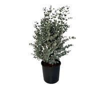 Sunny Tree - Eucalyptus - Gunnii « Azura » - Plante - 90 cm - Résistant à l'hiver