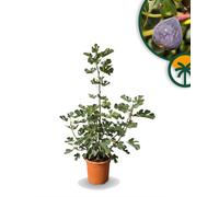 Sunny Tree - Ficus Carica (Higuera) – Figuier en forme d'arbuste, pot de 18 litres, vigoureux et sain, idéal pour le jardin ou le balcon