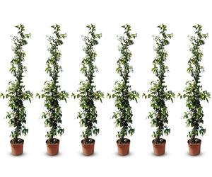Sunny Tree - Jasmin de Toscane - Plante grimpante - 6 pcs - Plante d'extérieur - Résistant jusqu'à -18 - Trachelospermum Jasminoides - 160 cm