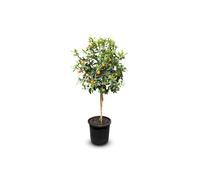 Sunny Tree - Kumquat - Citrus Paradisi - Agrumier - Arbre fruitier - 8 ans - 160 centimètres