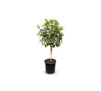 Sunny Tree - Kumquat - Citrus Paradisi - Arbre d'agrumes - Arbre fruitier - 8 ans - 150 centimètres