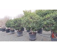 Sunny Tree - Laurier australien Pittosporum tobira – Arbuste ornemental à feuilles persistantes – Résistant au froid jusqu'à −10 °C – 180 cm, pot compris – Idéal pour le jardin.