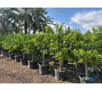 Sunny Tree – Mandarinier Citrus reticulata – 20 ans, 180 cm de haut – Arbre fruitier pour le jardin et la terrasse
