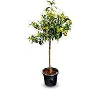 Sunny Tree - Mandarinier - Citrus Reticulata - Citrus - Arbre fruitier - 150 centimètres - Fructification - Mandarinier de 8 ans