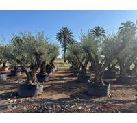 Sunny Tree - Olea Europaea Lechin, olivier Pompon – 80 ans – 240 cm de hauteur – circonférence du tronc 80/100 cm – qualité supérieure – rustique – méditerranéen