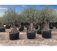 Sunny Tree - Olea Europea Olivier - Bonsaï d'olivier rustique 250 centimètres avec pot - 150 ans d'âge - donne des olives
