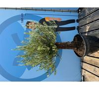 Sunny Tree « Olivier Olea Europaea 'Picual Mini Pata' – 170 cm, pot compris, arbre en pot de style méditerranéen pour le balcon et le jardin »
