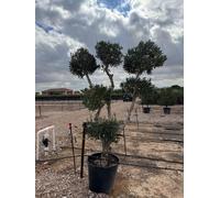 Sunny Tree - Olivier Olea europaea Pompon – 20 ans, 220 cm de haut, résistant au froid, forme sphérique