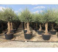Sunny Tree - Olivier Olea Europea - bonsaï d'olivier à feuilles persistantes résistant à l'hiver, 250 cm, pot inclus - 60 ans - résistant au froid jusqu'à -18 °C