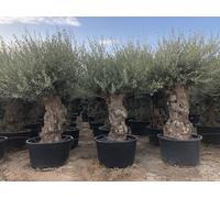 Sunny Tree - Olivier Olea Europea - bonsaï d'olivier résistant au froid et à feuilles persistantes, 250 cm, pot inclus - 140 ans - résistant au froid jusqu'à -18 °C