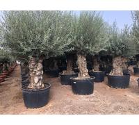 Sunny Tree - Olivier Olea Europea - olivier à feuilles persistantes résistant au froid Bonsai 250 cm incl. pot - 120 ans - résistant au froid jusqu'à -18
