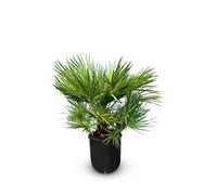 Sunny Tree - Palmier - Chamaerops Humilis - Palmier nain - 80-100 cm - Plante - Le palmier est approprié pour l'intérieur et l'extérieur