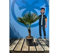 Sunny Tree - Palmier - Trachycarpus Fortunei - Palmier à chanvre - 120-140 CM - Résistant à l'hiver jusqu'à -18