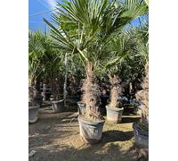 Sunny Tree - Palmier - Trachycarpus Fortunei - Palmier en éventail de Chine - Palmier à chanvre - 200 cm Pot compris - Hauteur du tronc 60-80 cm - Rustique jusqu'à -18