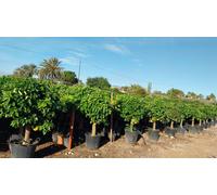 Sunny Tree – Pamplemoussier Citrus × paradisi – 30 ans, 180 cm de haut – Arbre fruitier pour jardin et terrasse – Pot de 90 litres