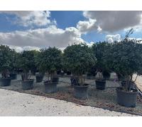 Sunny Tree - Photinia Fraseri Red Robin – Arbre parachute à plusieurs troncs – 220 cm – Persistant, résistant au froid, plante de jardin et en pot haut de gamme