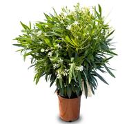 Sunny Tree - Plante - Laurier-rose - Nerium Oleander - Couleur : blanc - Hauteur : 100-120 cm - Plante d'extérieur - À feuilles persistantes en hiver - Plante méditerranéenne