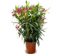 Sunny Tree - Plante - Laurier rose- Nerium Oleander - Hauteur 100-120 cm - Couleur rouge - Plante