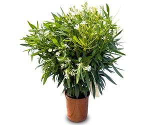 Sunny Tree - Plante - Laurier-rose - Nerium Oleander - Hauteur : 140-160 cm - Couleur : blanc - Plante d'extérieur