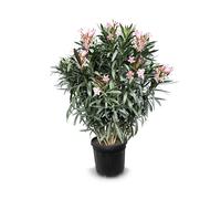 Sunny Tree - Plante - Laurier-rose - Nerium Oleander - Hauteur : 140-160 cm - Couleur : rose - Plante d'extérieur