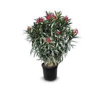 Sunny Tree - Plante - Laurier-rose - Nerium Oleander - Hauteur : 140-160 cm - Couleur : rouge - Plante d'extérieur