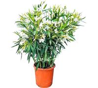 Sunny Tree - Plante - Laurier rose- Nerium Oleander - Hauteur 80-100 cm - Couleur blanc - Plante d'extérieur