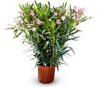Sunny Tree - Plante - Laurier-rose- Nerium Oleander - Hauteur 80-100 cm - Couleur rose - Plante d'extérieur