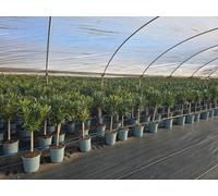 Sunny Tree - Plante - Laurier-rose sur tige - Nerium Oleander - Couleur blanche - Hauteur 90-100 cm - Plante d'extérieur - Persistante en hiver