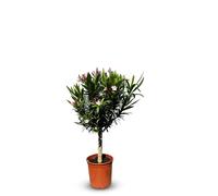 Sunny Tree - Plante - Laurier rose sur tige - Nerium Oleander - Couleur rose - Hauteur 90-100 cm - Plante d'extérieur - Persistante en hiver