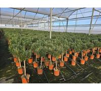 Sunny Tree - Plante - Laurier-rose sur tige - Nerium Oleander - Couleur rouge - Hauteur 90-100 cm - Plante d'extérieur - Persistante en hiver