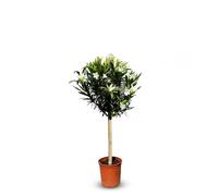 Sunny Tree - Plante - Laurier-rose sur tige - Nerium Oleander - Hauteur 110-120 cm - Couleur blanche - Plante d'extérieur - Persistante en hiver