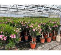 Sunny Tree - Plante - Laurier-rose sur tige - Nerium Oleander - Hauteur 110-120 cm - Couleur rose - Plante d'extérieur - Persistante en hiver
