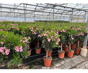 Sunny Tree - Plante - Laurier-rose sur tige - Nerium Oleander - Hauteur 110-120 cm - Couleur rose - Plante d'extérieur - Persistante en hiver
