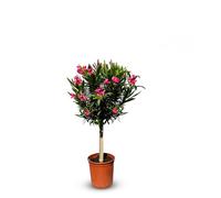 Sunny Tree - Plante - Laurier-rose sur tige - Nerium Oleander - Hauteur 110-120 cm - Couleur rouge - Plante d'extérieur - Persistante en hiver