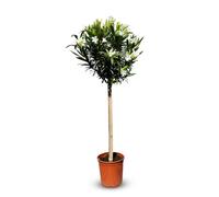 Sunny Tree - Plante - Laurier-rose sur tige - Nerium Oleander - Hauteur 160 cm - Couleur blanche - Plante d'extérieur - À feuilles persistantes