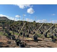 Sunny Tree - Vitis Vinifera « Media Red Globe » - Vigne - Hauteur : 170 cm - Pot de 45 litres - Résistante au froid - Ensoleillée et résistante au froid