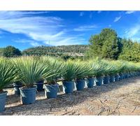 Sunny Tree - Yucca Rostrata Blue Blue - Palmier - 100 cm