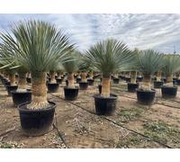Sunny Tree - Yucca Rostrata - Palmier - Hauteur du tronc 50/60 cm - 160 cm - Résistant au froid - Yucca