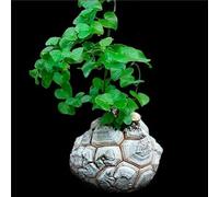 SUNNYPLANTS - Dioscorea Elephantipes - Hottentot Bread, Testudinaria, Plante Caudex Caudiciforme, Succulente Caudex, Pack de 1 Plante, Diamètre 2 à 3 cm