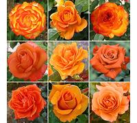 Superbe Rosier Orange en pot | Rosiers de jardin haut de gamme avec fleurs colorées en été