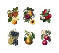 SUPERDANT Stickers Muraux en Forme de Fruits Raisins Pêches Sticker Mural pour Réfrigérateur Cuisine Garde-Manger Décoration Artistique pour Cuisine Chambre Autocollant Mural Décoratifs